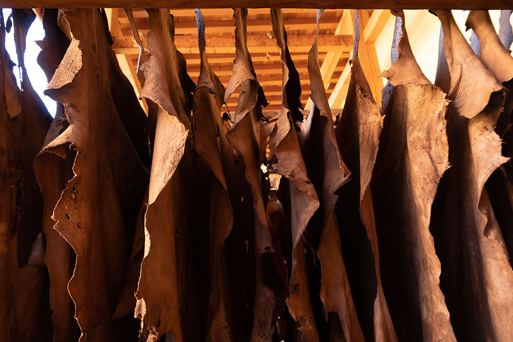 Tanneries will hang cleaned leather hides to dry.